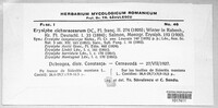 Golovinomyces cichoracearum image